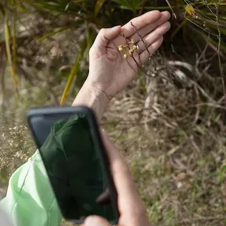thumbnail for publication: Species Identification